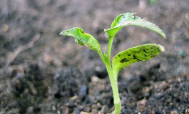 La fluctuación de los mercados agrícolas genera riesgos de inseguridad alimentaria