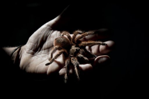 Tarántulas chilenas son exportadas a todo el mundo como mascotas