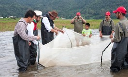 Siembran 150 mil crías de tilapia en presa de Valle de Bravo