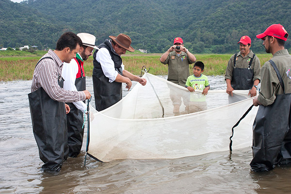 Siembran 150 mil crías de tilapia en presa de Valle de Bravo