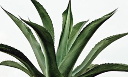 En declive la longeva tradición de producción y consumo de pulque
