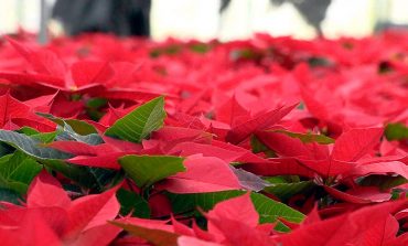 Engalanan las fiestas decembrinas alrededor de 3 millones de nochebuenas