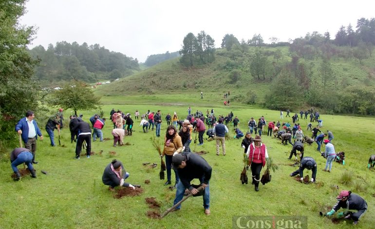 600 mil árboles darán más vida a Villa Victoria