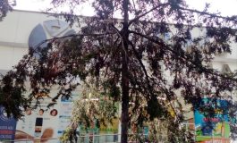 Inicia Toluca procedimiento administrativo por presunto envenenamiento de árbol.