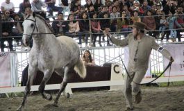 Preciosos ejemplares lusitanos cautivan al público toluqueño durante la Copa de Adiestramiento de la AMCCL