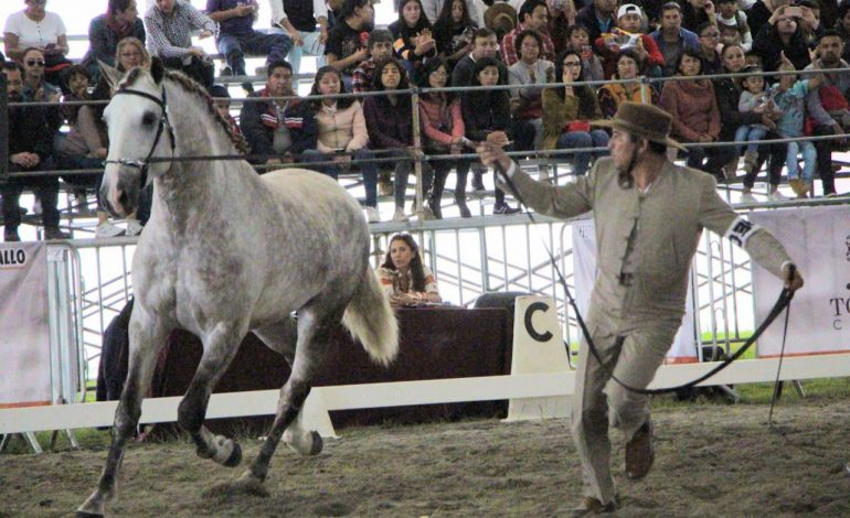 Preciosos ejemplares lusitanos cautivan al público toluqueño durante la Copa de Adiestramiento de la AMCCL