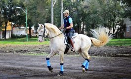 Superó expectativas Festival Internacional del Caballo Lusitano 2019
