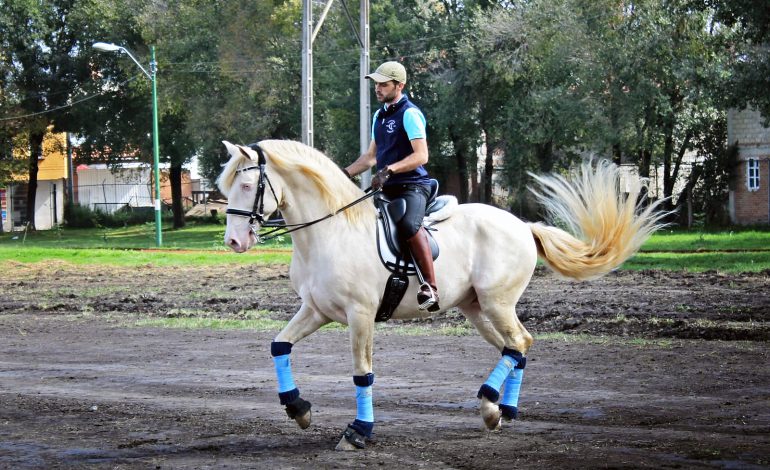 Superó expectativas Festival Internacional del Caballo Lusitano 2019