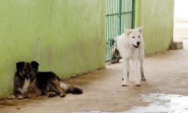 Atiende Medio Ambiente de Toluca denuncias por maltrato animal