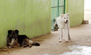 Atiende Medio Ambiente de Toluca denuncias por maltrato animal