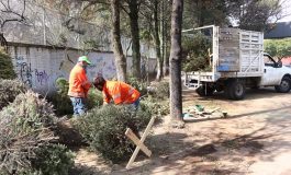Inicia en Toluca campaña de acopio de árboles naturales de navidad