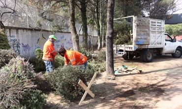 Inicia en Toluca campaña de acopio de árboles naturales de navidad
