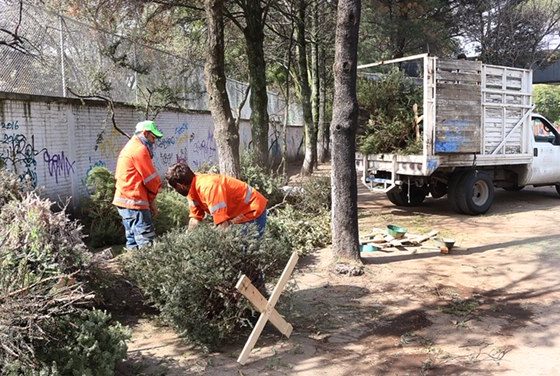 Inicia en Toluca campaña de acopio de árboles naturales de navidad