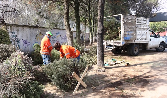 Inicia en Toluca campaña de acopio de árboles naturales de navidad