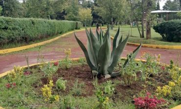 Con jornada de reforestación revitaliza Metepec arbolado en el parque de La Pila