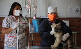 Habilitó gobierno de Metepec 9 sitios de vacunación antirrábica