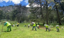 Trabajos de reforestación en Toluca: plantación de más de dos millones de árboles y plantas