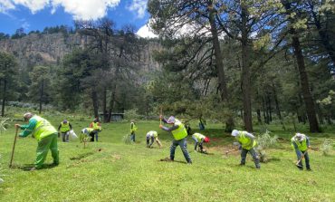 Trabajos de reforestación en Toluca: plantación de más de dos millones de árboles y plantas