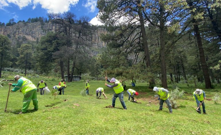 Trabajos de reforestación en Toluca: plantación de más de dos millones de árboles y plantas