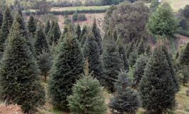 Listo Xonacatlán para la venta de árboles de Navidad