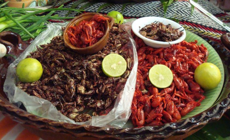 UAEM incentiva consumo de insectos comestibles 