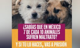 Toluca hace llamado a denunciar el maltrato animal