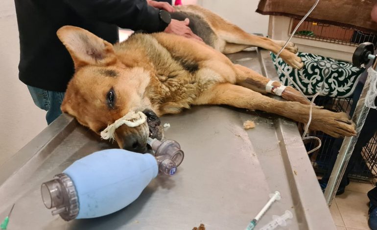 La sobrepoblación canina no se resuelve matando, sino esterilizando: autoridades de Toluca 