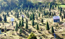 Listo el municipio de Xonacatlán para la venta de 40 mil árboles de navidad