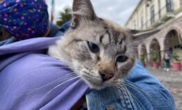 Llega a Tenango del Valle segunda campaña de esterilización canina y felina