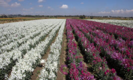 Flores de San Francisco Putla embellecerán altares de Día de Muertos
