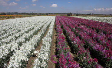 Flores de San Francisco Putla embellecerán altares de Día de Muertos