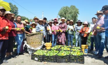 Atestigua Nelly Rivera primer corte de tomate del programa "Huertos a Cielo Abierto 2023"