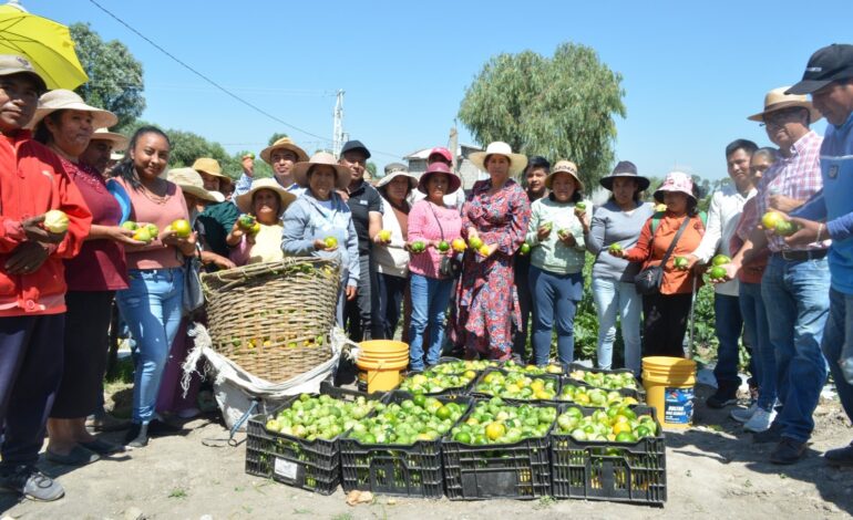 Atestigua Nelly Rivera primer corte de tomate del programa “Huertos a Cielo Abierto 2023”