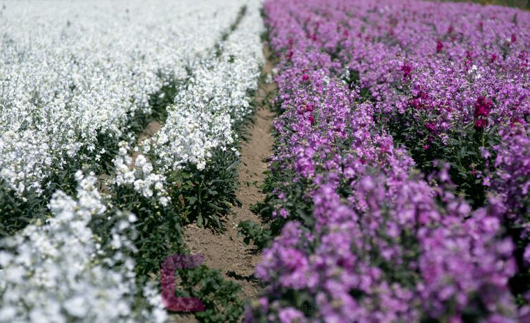 Más de 300 toneladas de flores de Tenango del Valle adornarán los altares de Día de Muertos  