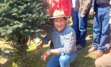 En Xonacatlán, más de 40 mil árboles de navidad listos para adornar hogares mexiquenses