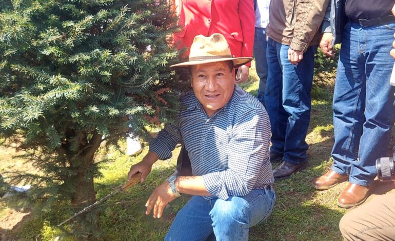 En Xonacatlán, más de 40 mil árboles de navidad listos para adornar hogares mexiquenses
