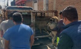 Resguarda Metepec a canes que agredieron a jóvenes en San Miguel Totocuitlapilco
