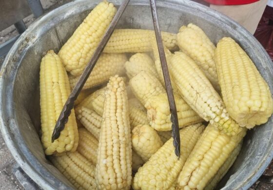Arrancó la Feria del Elote en Lerma