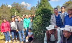 25 mil árboles de Navidad tienen listos productores de Xonacatlán