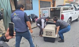 Rescatan en Metepec a 36 perros en situación de maltrato