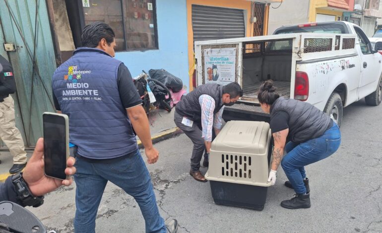 Rescatan en Metepec a 36 perros en situación de maltrato