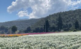 Flores de Tenango del Valle adornarán altares de Día de Muertos