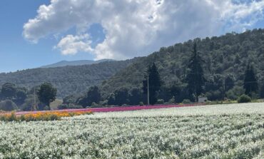 Flores de Tenango del Valle adornarán altares de Día de Muertos