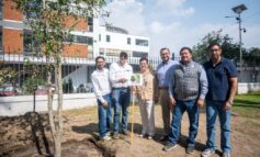 Arranca sustitución del arbolado en Paseo Colón