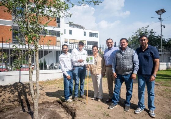 Arranca sustitución del arbolado en Paseo Colón