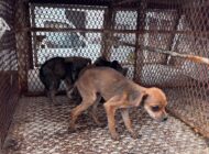 Rescatan 11 animales durante cateo por presunto maltrato en Toluca