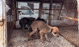 Rescatan 11 animales durante cateo por presunto maltrato en Toluca