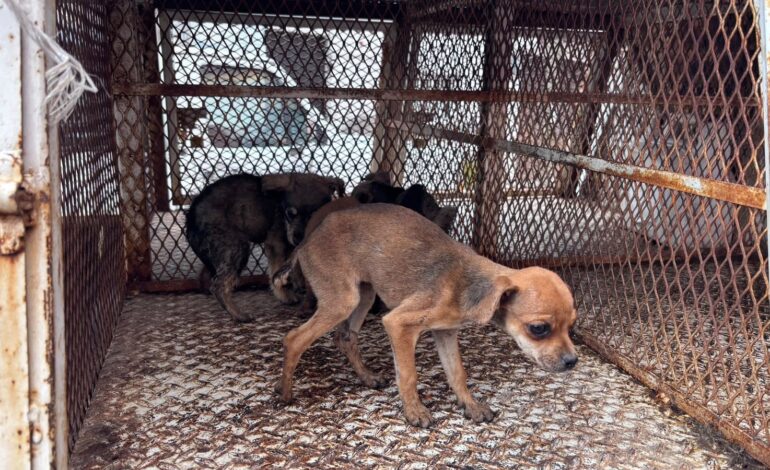 Rescatan 11 animales durante cateo por presunto maltrato en Toluca