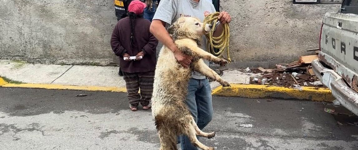 Rescatan 11 animales durante cateo por presunto maltrato en Toluca