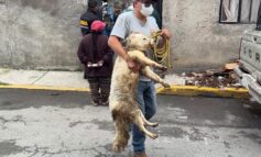 Rescatan 11 animales durante cateo por presunto maltrato en Toluca